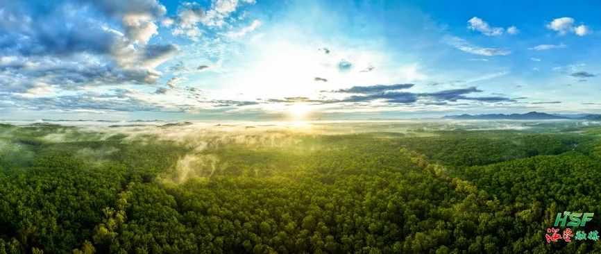 組圖丨膠林晨霧